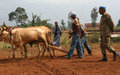 Sud Kivu: Les Casques Bleus pakistanais aident à dresser les bœufs pour la charrue  